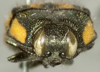 Media type: image;   Entomology 2719 Aspect: head frontal view